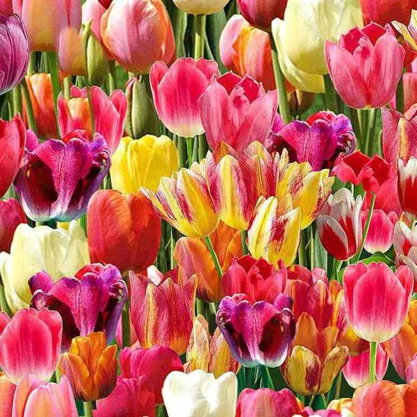 TELA TIMELESS TREASURES - Tulipanes